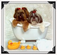 Shih Tzu Puppies- in Bath Tub