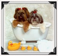 Grooming+shih+tzu+dogs