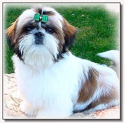 Image: Shih Tzu puppy with topknot and green dog bow