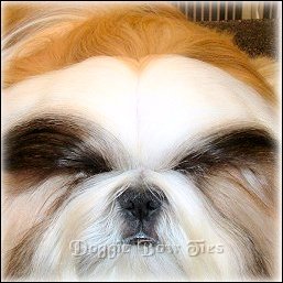 Image: With a pintail comb, part the hair down the center from nose to the little bump on the back of head.
