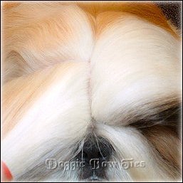 Image: Divide the hair for the front section from the corner of the eye and about 1 inch wide. Place your first band.
