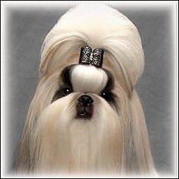 Image:silver shih tzu modeling black brocade show dog bow