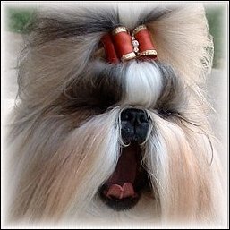 Image:Gold- Red shih tzu modeling ginger show dog bow
