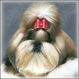 Image: Gold shih tzu modeling pink show dog bow