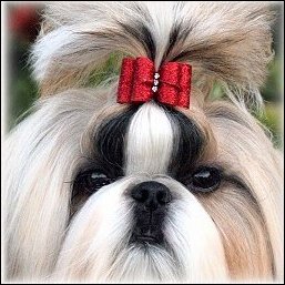 Gold Shih Tzu modeling a red glitter dog bow