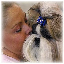 Image:Gold shih tzu modeling royal blue show dog bow