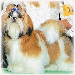 Image: red-Gold shih tzu modeling a royal blue show dog bow