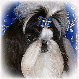 Image: Black and white shih tzu modeling royal blue show dog bow