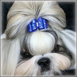 Image: Silver shih tzu is modeling a bright blue glitter dog bow
