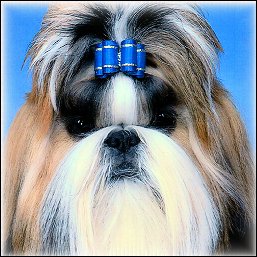 Image: Red-Gold shih tzu modeling a royal blue show dog bow