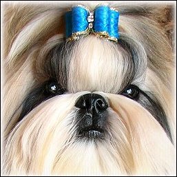 Image: Gold shih tzu modeling turquoise show dog bow