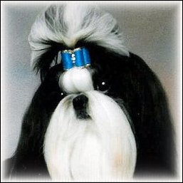 Image: Black and White shih tzu modeling a bright turquoise show dog bow