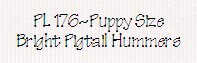 PL176-Puppy Size Bright Pigtail Hummers