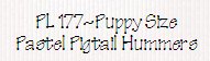 PL177-Puppy Size Pastel Pigtail Hummers