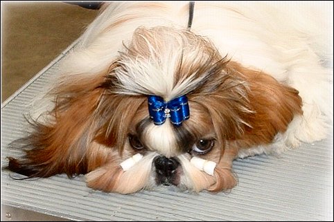 Shih Tzu- "Dylan" at a dog show
