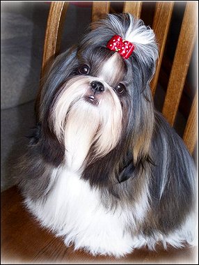  Shih Tzu-red swiss dot dog bow, vertical picture composition with eye level perspective.