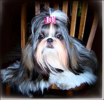  Shih Tzu -modeling a pink satin show dog bow 
