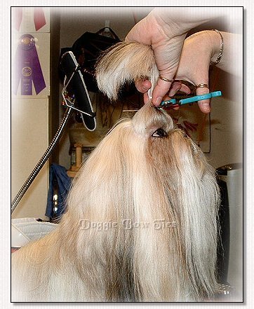 Image: Shih Tzu topknot is banded for cutting.