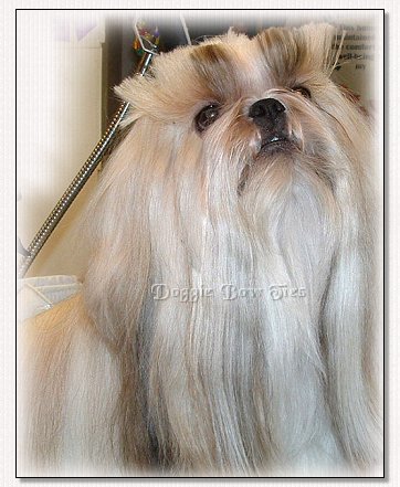 Image: Shih Tzu topknot is cut under the band to leave one inch of hair on the top of the head. This will be shaved later.