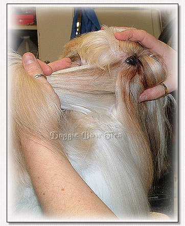 Image: Parting down from the outer corner of the eye and to the front of the ear, this section will be banded and cut.