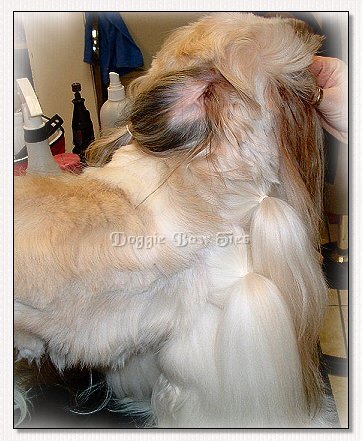Image: Shih Tzu with banded body hair scissored off, and ear fringe pulled back to show the neck area that is also banded for cutting.