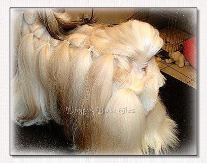 Image: Shwoing the rear area where the hair is sectioned and banded down each back leg to the hocks.