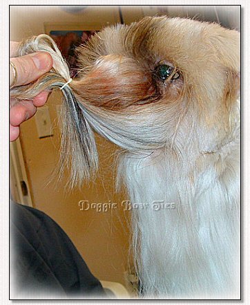 Image: Shih Tzu facial hair is loosely banded to hold it out of the way. This hair will be cut later after the neck is shaved.