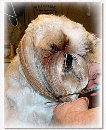 Image: Cutting through all of the hair with one cut.