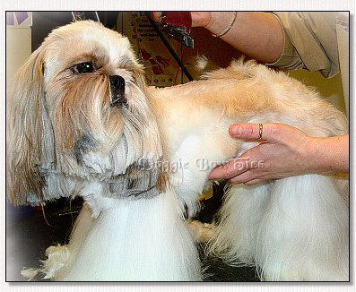 Image: Shaving the body, leaving legs and tail in full coat.