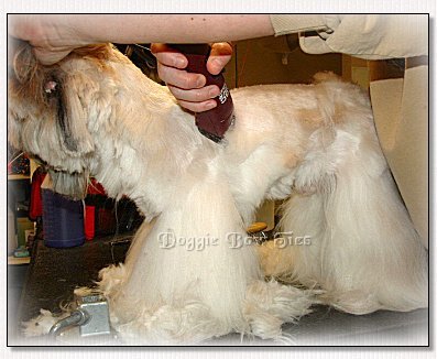 Image: The coat is looking less choppy as the shave progresses through the coat. Remember to always shave in one direction.