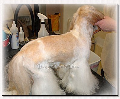 Image: The body shave is complete and this pictures shows how the legs and tail flow from the clipped areas.
