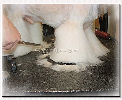 Image: The front feet are trimmed level with the table.
