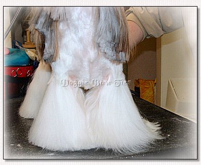 Image: Shih Tzu with one foot left to trim.