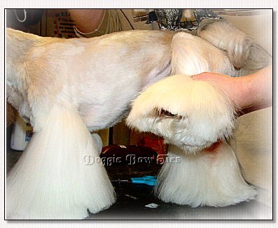 Image: Grab the leg holding all of the hair together and lift it. The hair hanging down will be trimmed level with the pads of the feet.
