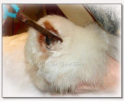 Image: A close up of the trimming of the bottom of the foot.