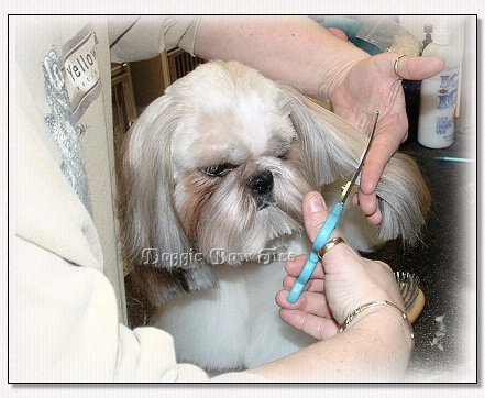 Image: trimming the ears bluntly.