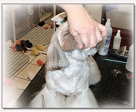 Image: Lifting the head to show the additional pieces of hair that must be trimmed under the chin.