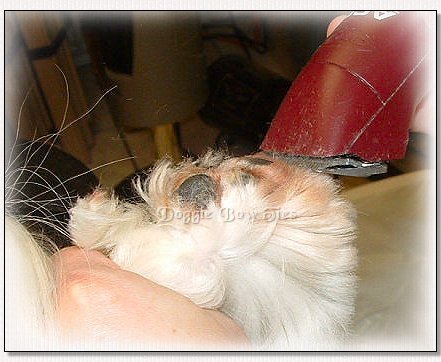 Image: Close up of the pads being shaved with a #40 blade on the shaver.