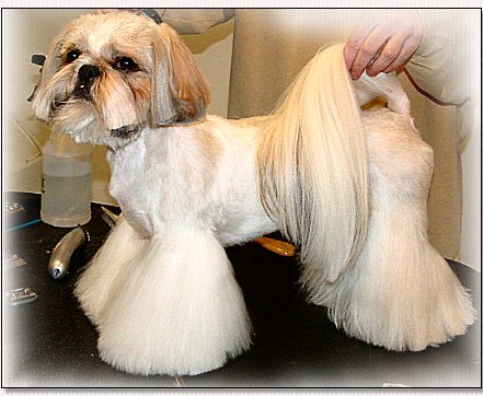 Shih  Hair Styles on Ears Cutting The Ear Fringe With Rounded Scissors They Will Be Short