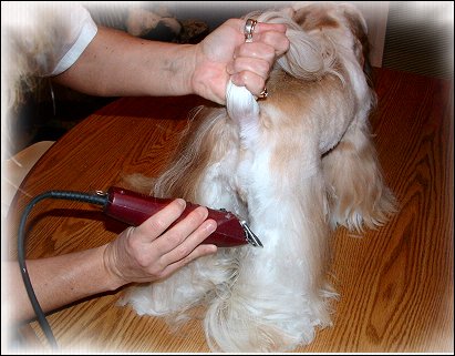 Image: Shih Tzu Cut Down