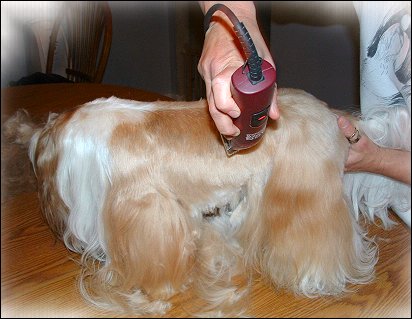 Image: Shih Tzu Cut Down