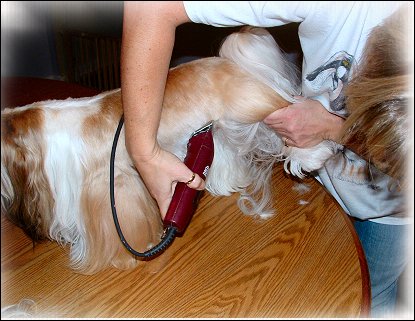 Image: Shih Tzu Cut Down