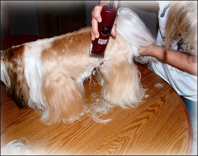 Image: Shih Tzu Cut Down