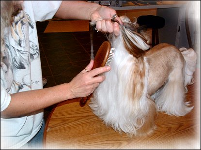 Image: Shih Tzu Cut Down