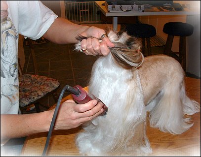 Image: Shih Tzu Cut Down