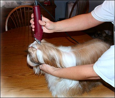 Image: Full coated shih tzu begin cut down