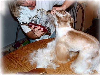 Image: Shih Tzu Cut Down