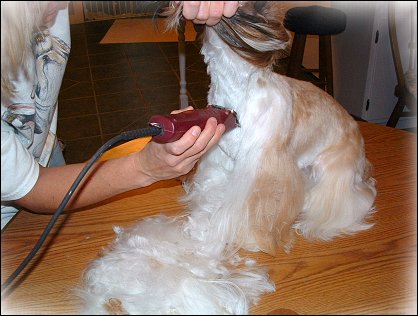 Image: Shih Tzu Cut Down