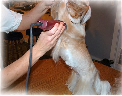 Image: Shih Tzu Cut Down