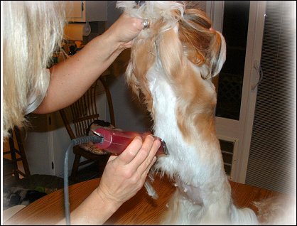 Image: Shih Tzu Cut Down